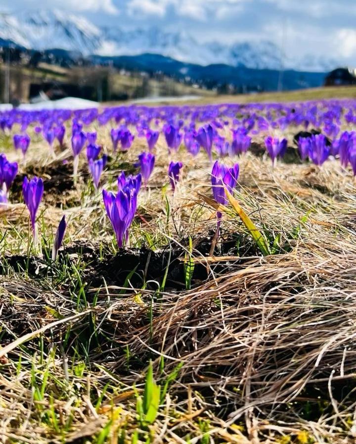 Domki Tatrzanskie Kacina Murzasichle Bagian luar foto